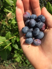 Fresh blueberries from the garden