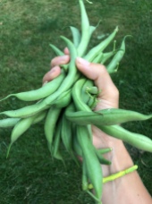 Green Beans in late September