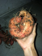 Goofy sweet potatoes
