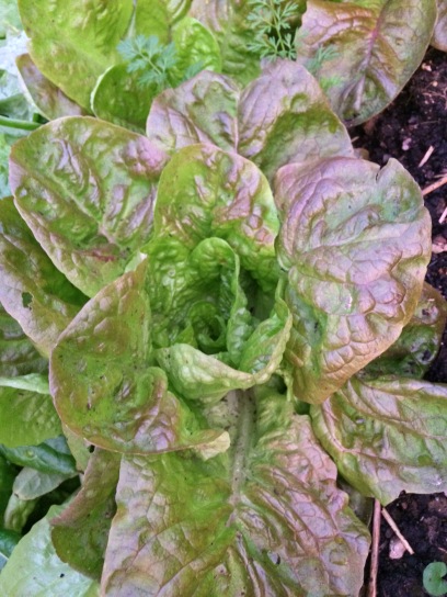 Lettuce from seeds brought home from Francce